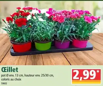 Norma Œillet offre