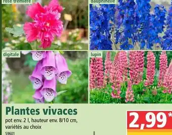 Norma Plantes vivaces offre