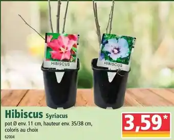 Norma Hibiscus offre