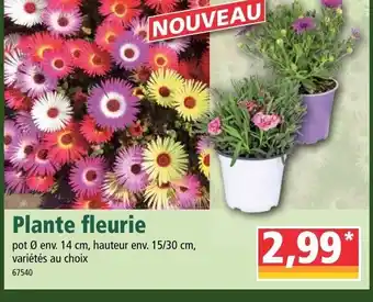 Plante fleurie