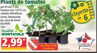 Norma Plants de tomates offre