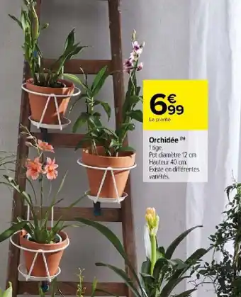 Carrefour Market Orchidée offre