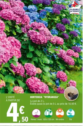 E.Leclerc Jardi HORTENSIA "HYDRANGEA" offre