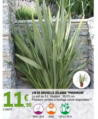 E.Leclerc Jardi LIN DE NOUVELLE ZÉLANDE "PHORMIUM offre