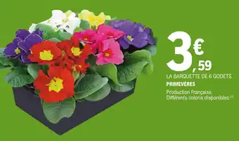 LA BARQUETTE DE 6 GODETS PRIMEVÈRES