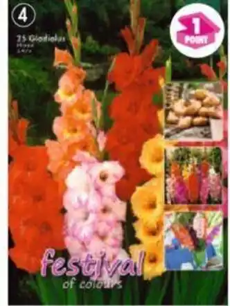 Maximo 25 Glaïeuls en mélange offre