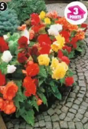 Maximo 3 Bégonias doubles en mélange offre