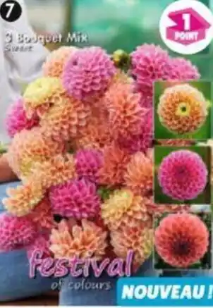 3 Dahlias pour bouquet Sweet