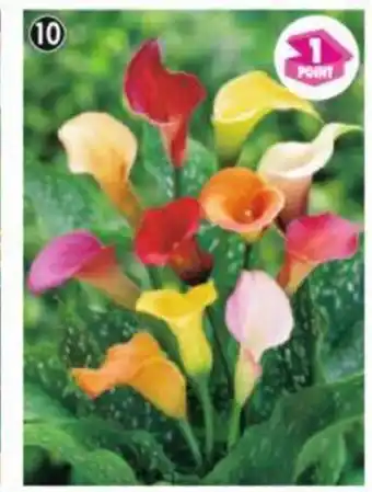 Maximo 3 Arums en mélange offre