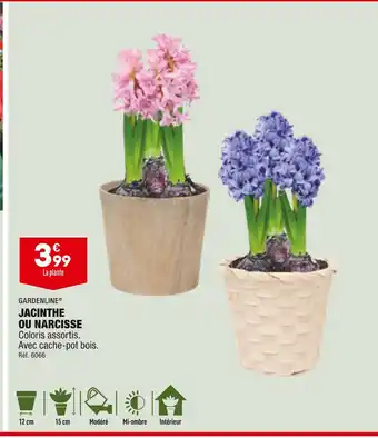 ALDI GARDENLINE JACINTHE OU NARCISSE offre