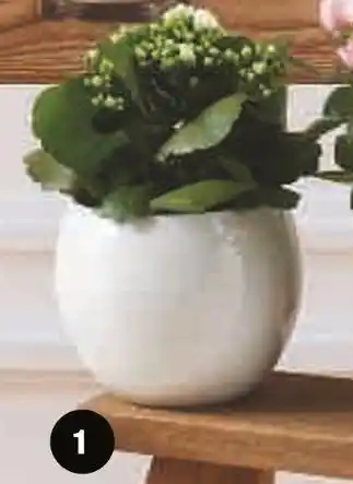 Super U MIXTE PLANTES FLEURIES offre