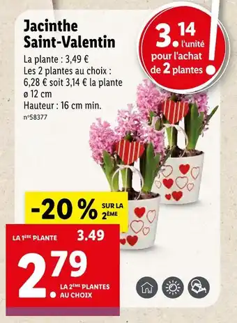 Lidl Jacinthe Saint‐Valentin offre