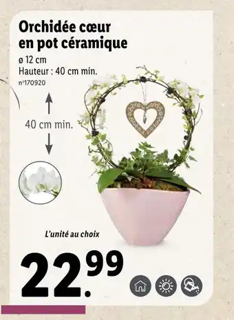 Lidl Orchidée cœur en pot céramique offre