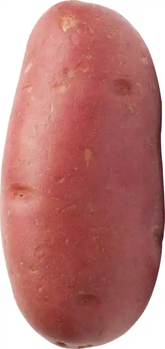 Gamm vert Pomme de terre semi-précoce à peau rouge offre