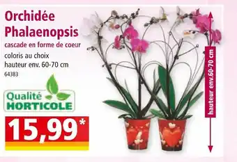 Norma Orchidée Phalaenopsis offre
