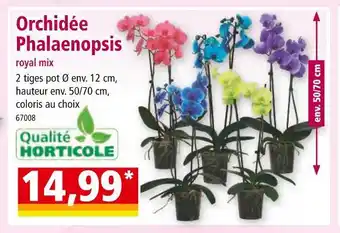 Norma Orchidée Phalaenopsis offre