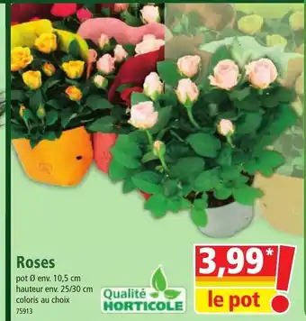 Norma Roses offre