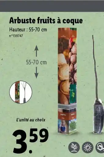 Lidl Arbuste fruits à coque offre