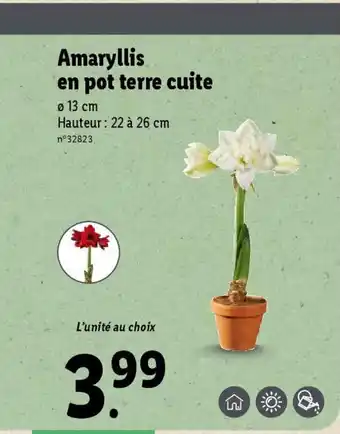 Lidl Amaryllis en pot terre cuite Ø 13 cm Hauteur: 22 à 26 cm offre