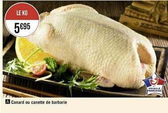 Canard ou canette de barbarie