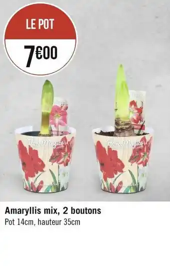 Amaryllis mix, 2 boutons