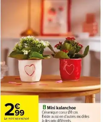 Carrefour Mini kalanchoe offre