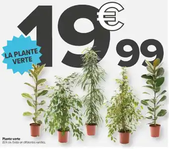 Carrefour Plante verte offre