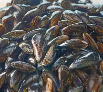 Carrefour Moule de Hollande MSC offre