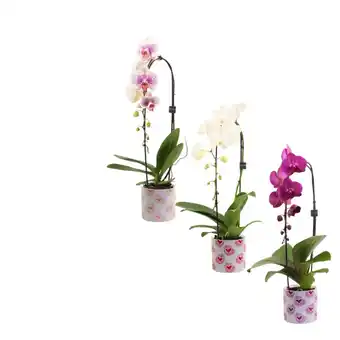 Carrefour Market Orchidée Phalaenopsis (h) offre