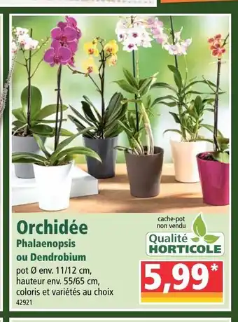 Norma Orchidée offre