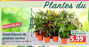 Norma Assortiment De Plantes Vertes offre