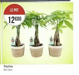 Pachira