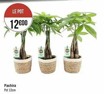 Pachira