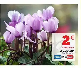 Hyper U Cyclamen offre