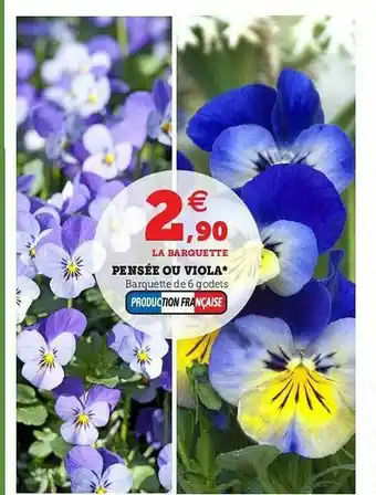 Pensée Ou Viola