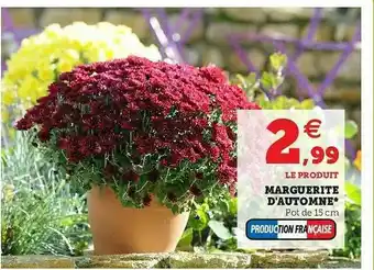 Hyper U Marguerite D'automne offre