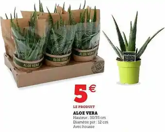 Aloe Vera