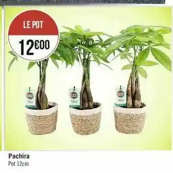 Pachira