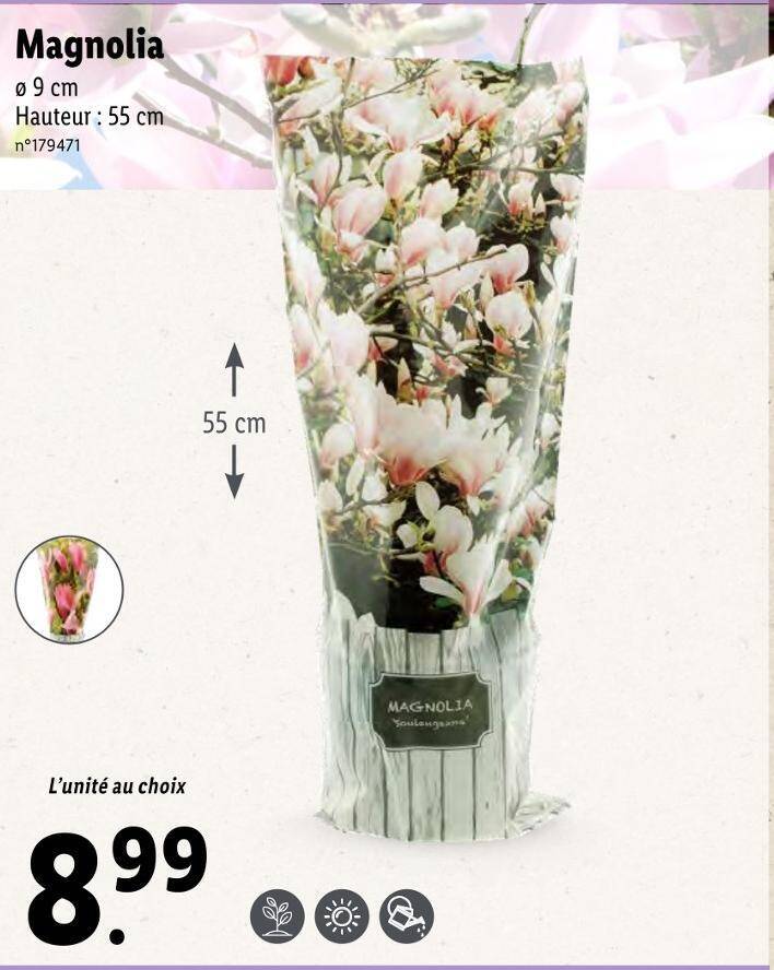 Promo Magnolia chez Lidl
