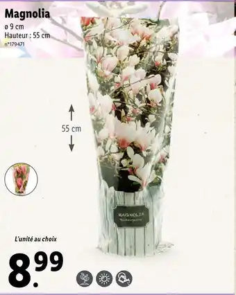 Lidl Magnolia offre