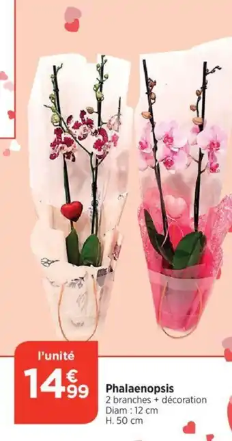 Phalaenopsis