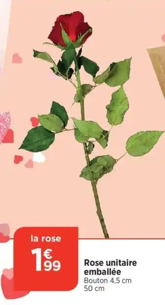 Bi1 Rose unitaire emballée Bouton 4,5 cm 50 cm offre