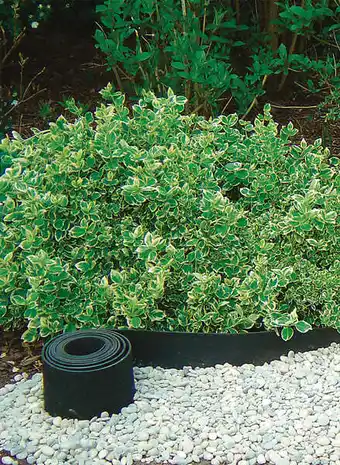 Bricorama SELFIX BORDURE 0.13X10M offre