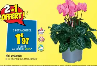 Mini Cyclamen