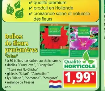 Norma Bulbes de fleurs printanières offre