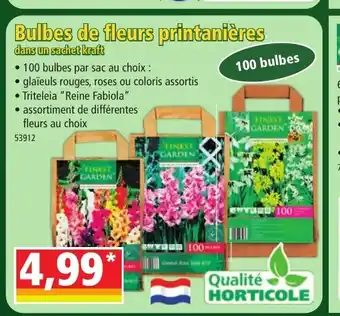Norma Bulbes de fleurs printanières offre
