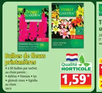 Norma Bulbes de fleurs printanières offre