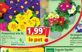 Norma Primevères trio XL offre