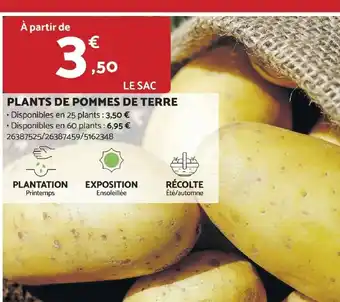 Bricomarché PLANTS DE POMMES DE TERRE offre