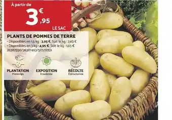 Bricomarché PLANTS DE POMMES DE TERRE offre